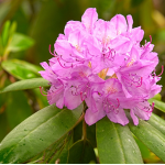 Rhododendron herbstblühender Zimmerpflanze beliebte Gartenpflanze